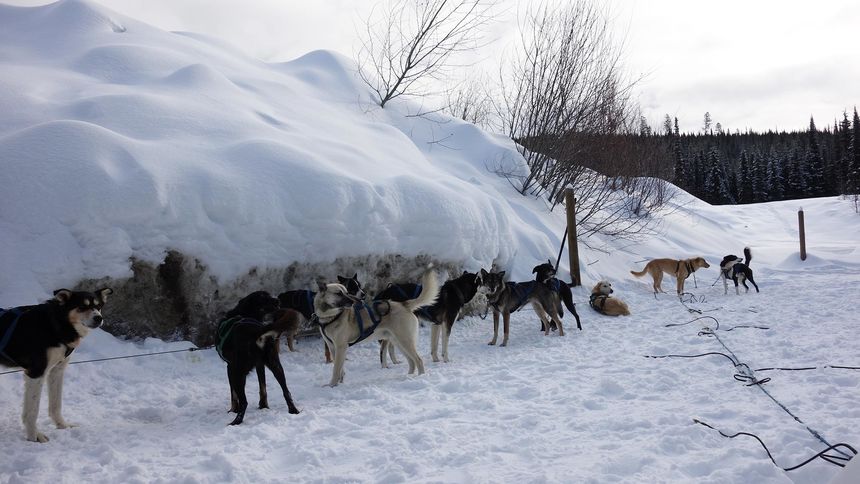 dog sledding Sun Peaks