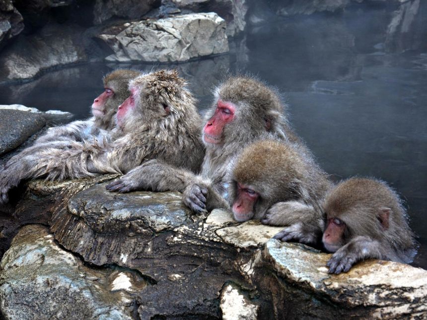 monkeys at Jigokudani Snow Monkey Park