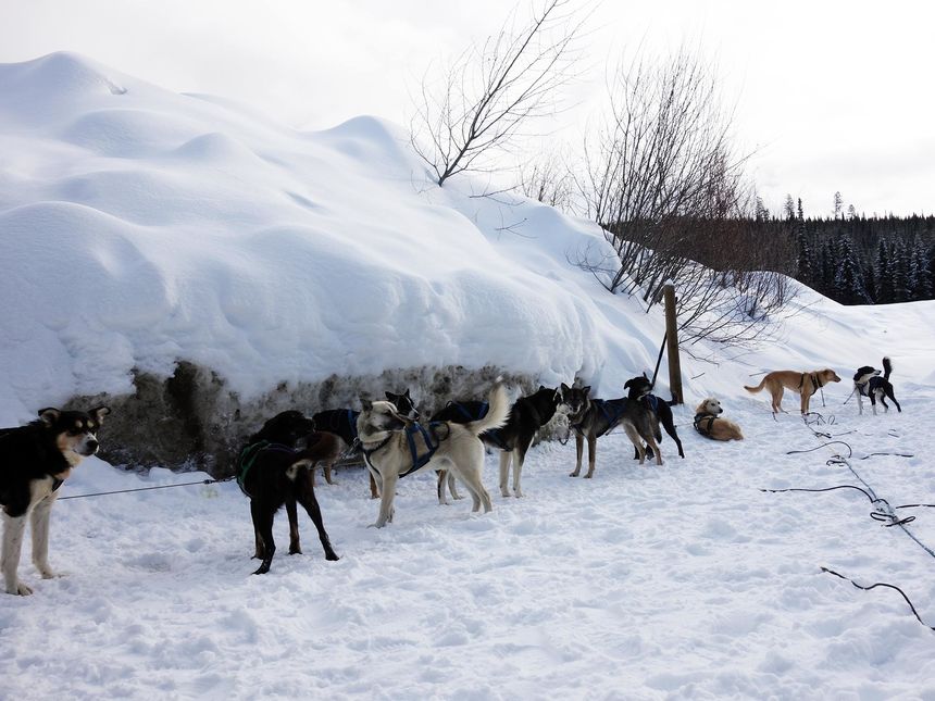 dog sledding Sun Peaks